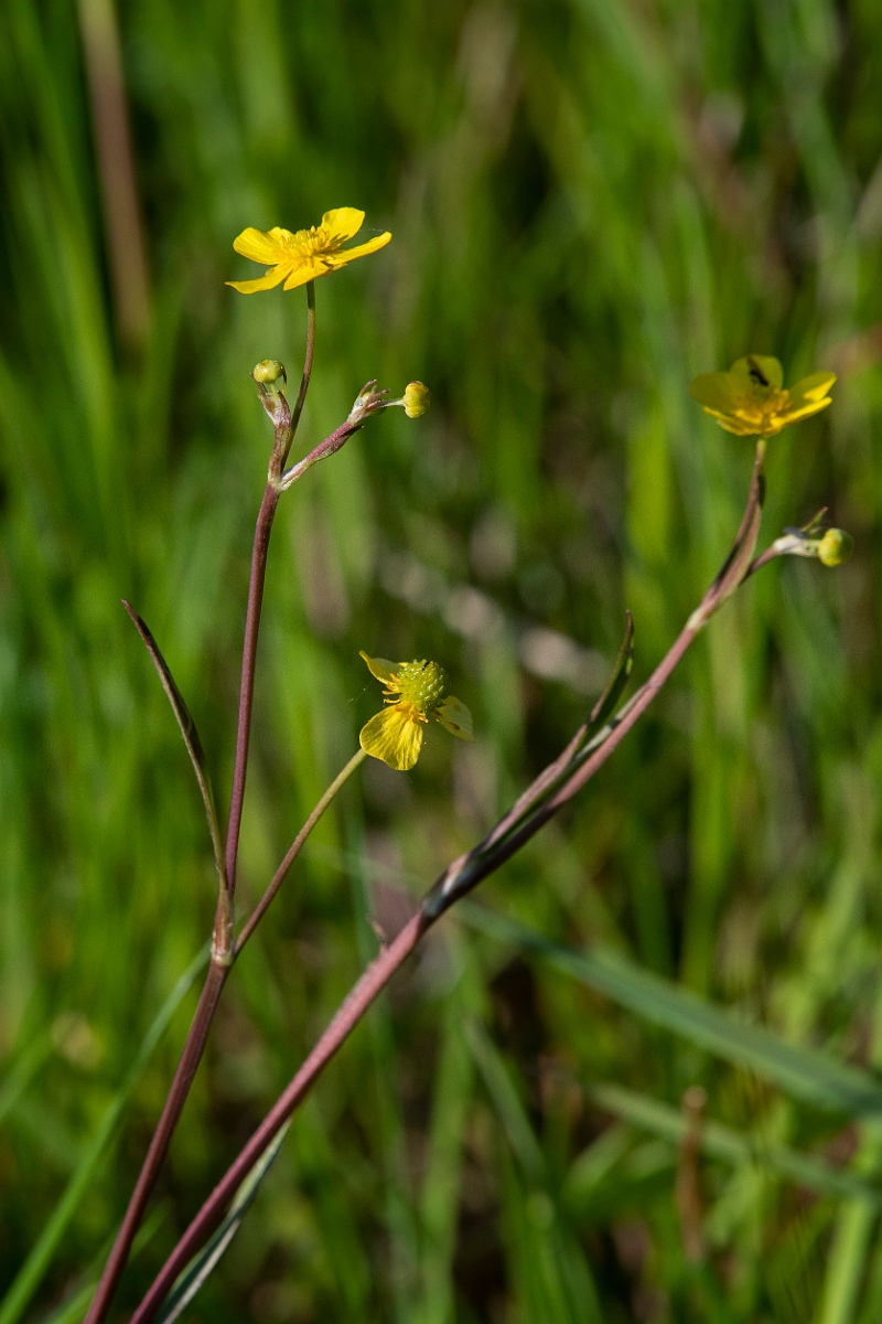 David Plant Photography - Wildlife Photography - Lesser spearwort - D.JPG - Lesser spearwort - Cambridgeshire