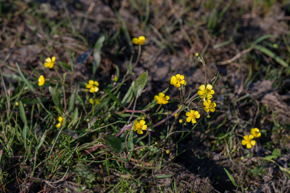 David Plant Photography - Wildlife Photography - Lesser spearwort - G.jpg - Lesser spearwort - Hampshire