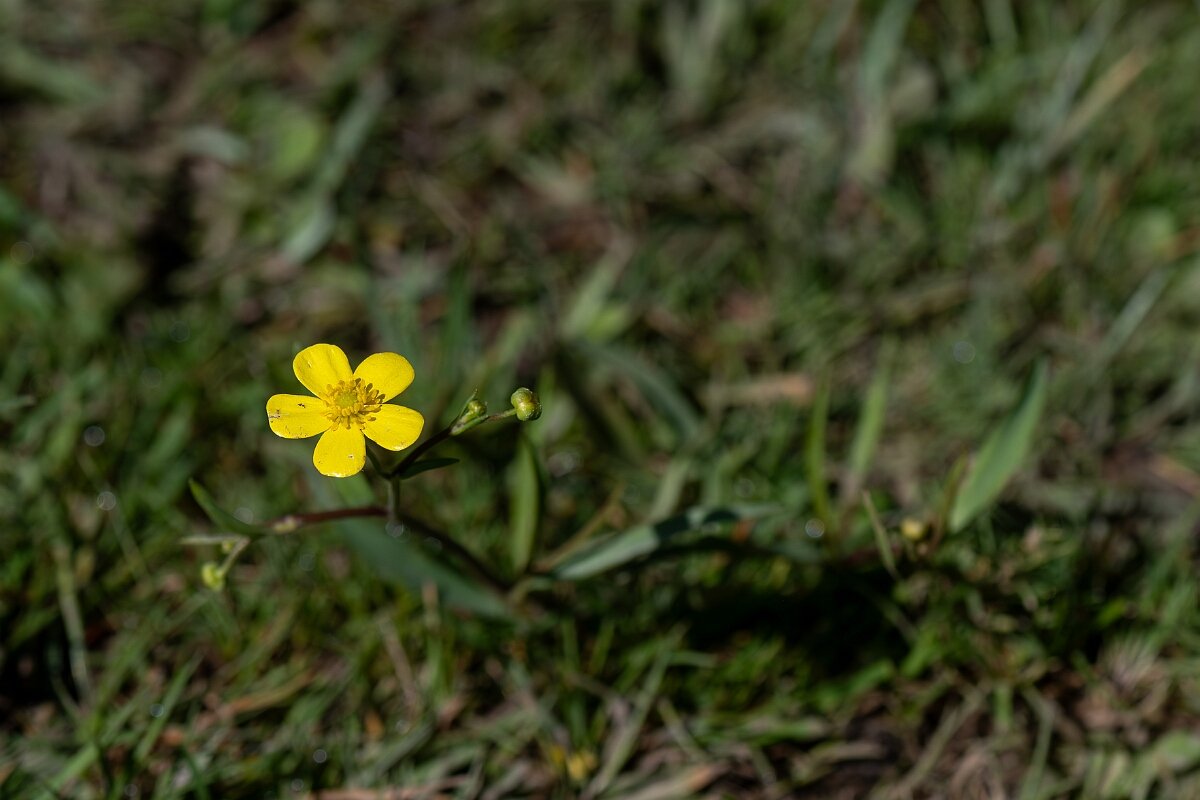 David Plant Photography - Wildlife Photography - Lesser spearwort - K.jpg - Lesser spearwort, Ranunculus flammula - Hampshire