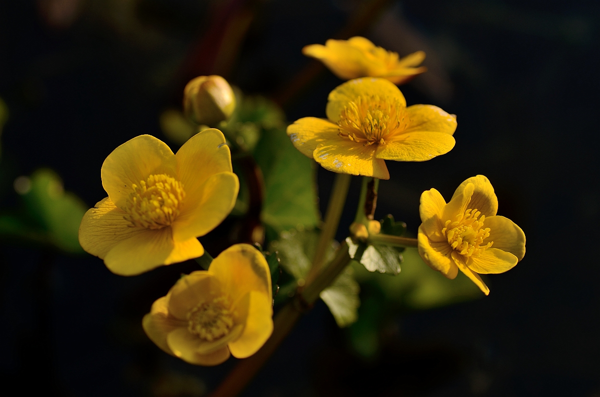 David Plant Photography - Wildlife Photography - Marsh marigold - B.jpg - Marsh marigold - Cotswolds