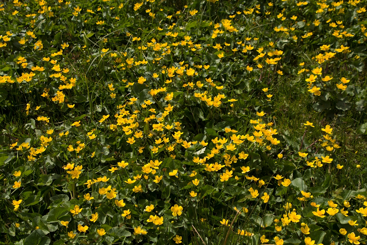 David Plant Photography - Wildlife Photography - Marsh marigold - E.jpg - Marsh marigold - Ayrshire