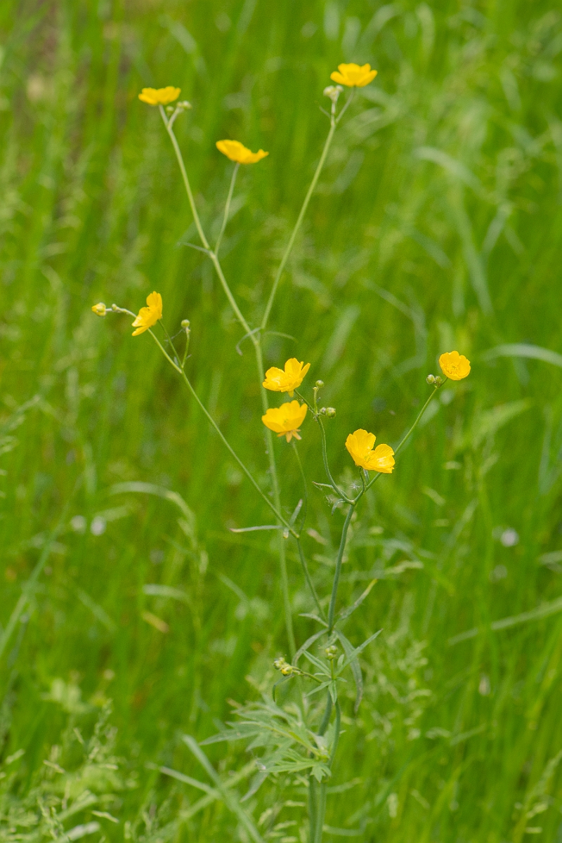 David Plant Photography - Wildlife Photography - Meadow buttercup - C.JPG - Meadow buttercup plant - Cambridgeshire
