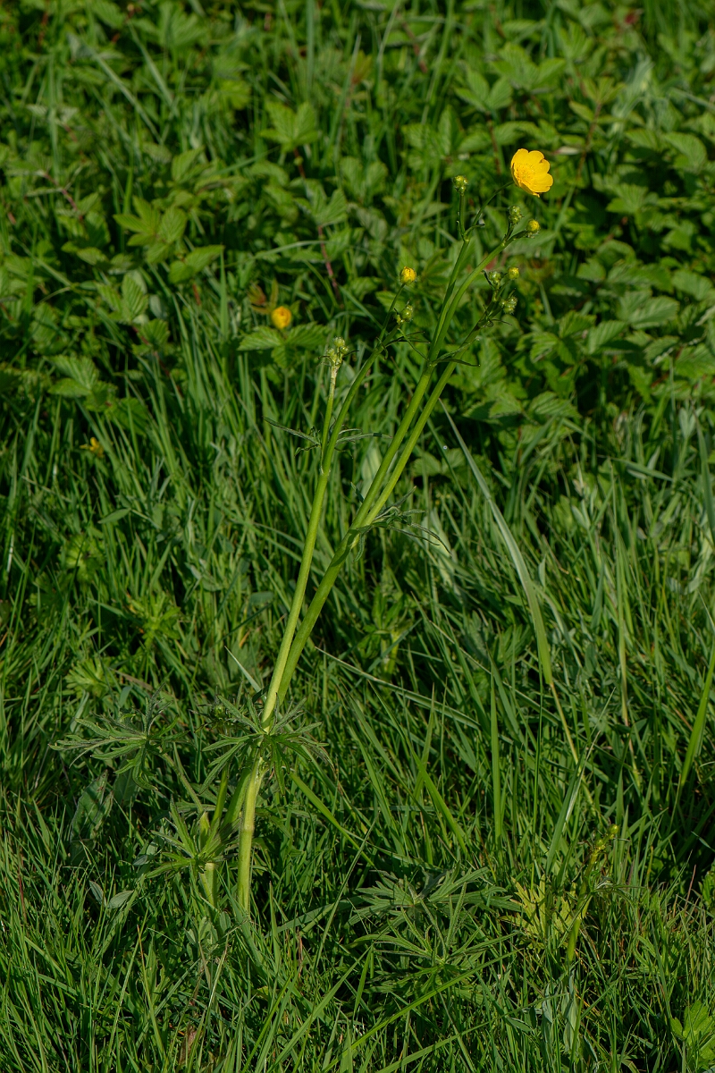 David Plant Photography - Wildlife Photography - Meadow buttercup - E.jpg - Meadow buttercup, plant - Somerset