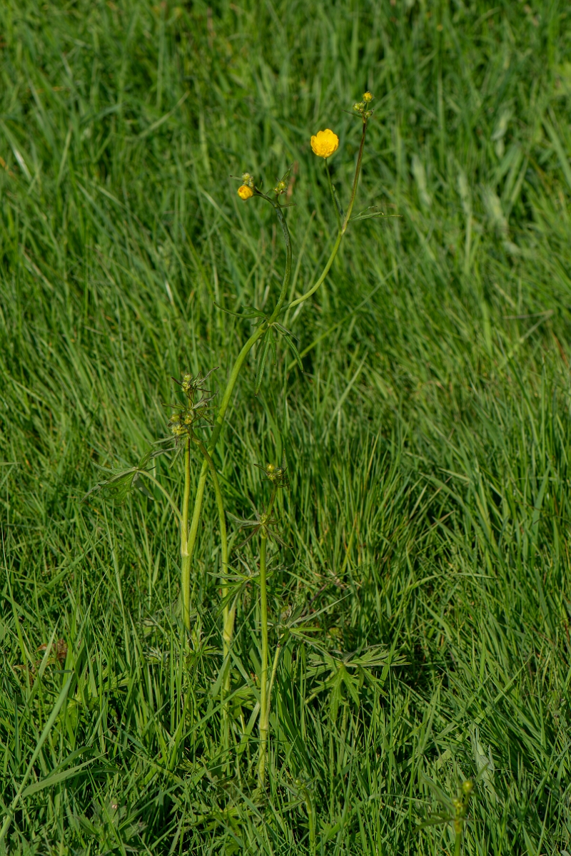 David Plant Photography - Wildlife Photography - Meadow buttercup - F.jpg - Meadow buttercup, plant - Somerset