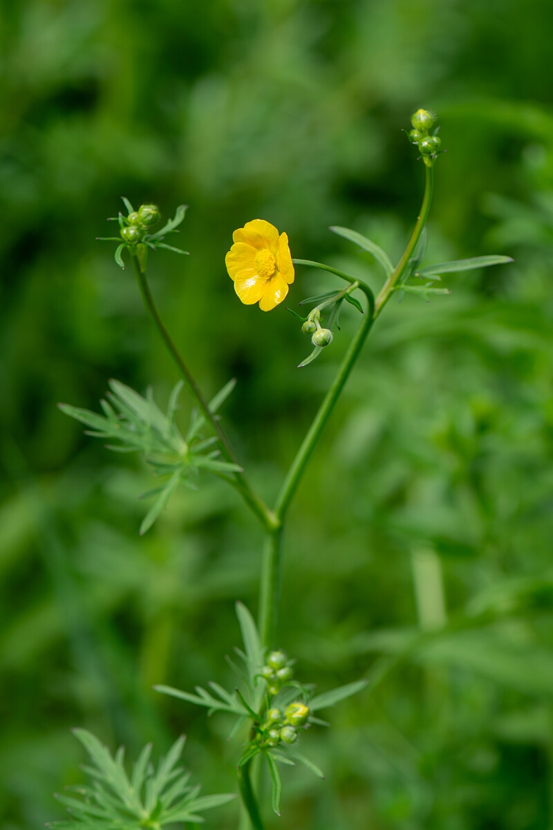 David Plant Photography - Wildlife Photography - Meadow buttercup - G.jpg - Meadow buttercup, plant - Cotswolds