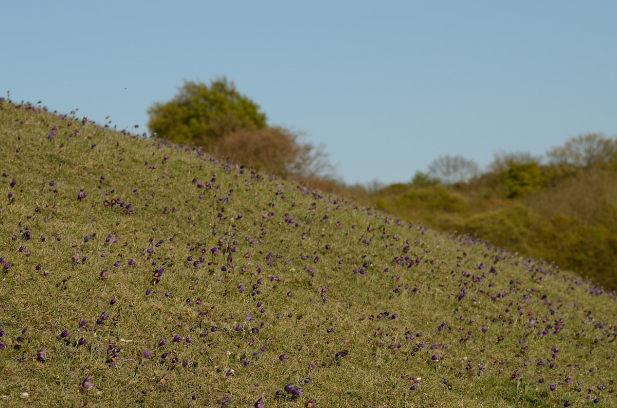 David Plant Photography - Wildlife Photography - Pasque flower - J.jpg - Pasque flower covered hill - Hertfordshire