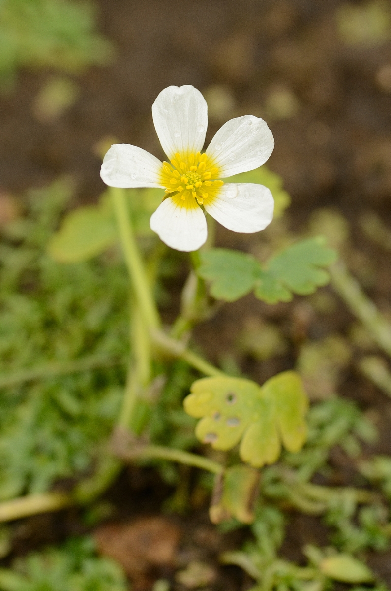 David Plant Photography - Wildlife Photography - Pond water crowfoot - A.jpg - Pond water-crowfoot - Norfolk