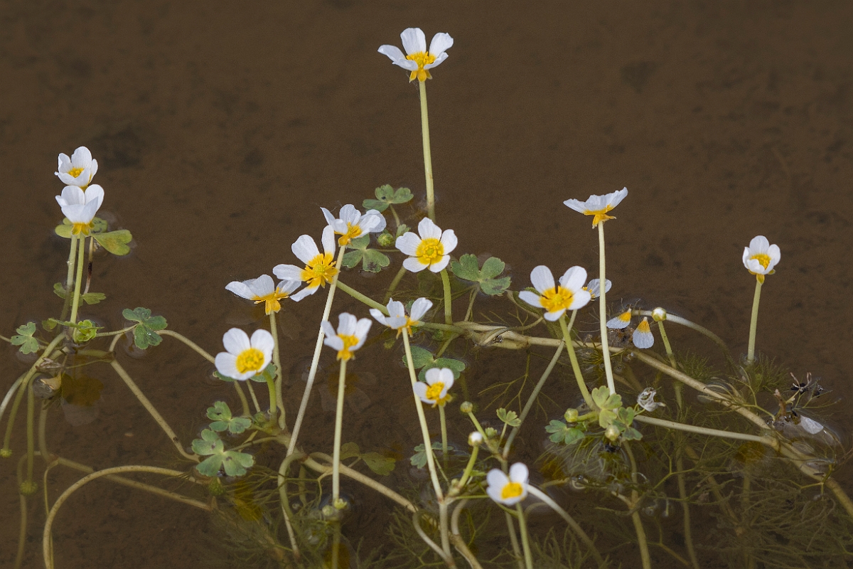 David Plant Photography - Wildlife Photography - Pond water crowfoot - B.jpg - Pond water-crowfoot - Kent