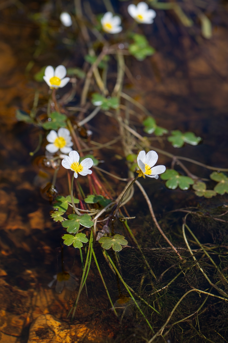 David Plant Photography - Wildlife Photography - Pond water crowfoot - I.jpg - Pond water crowfoot - Hampshire