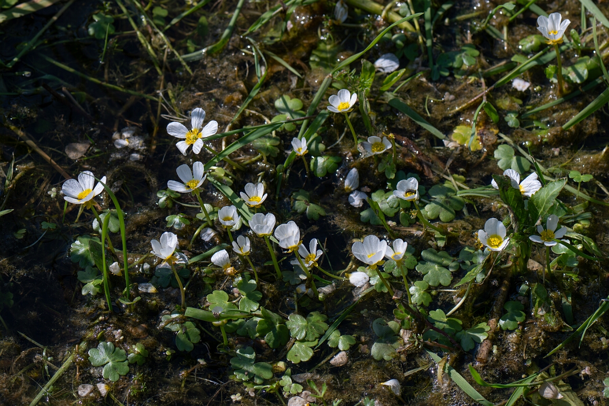 David Plant Photography - Wildlife Photography - Pond water crowfoot - P.jpg - Pond water crowfoot - Norfolk