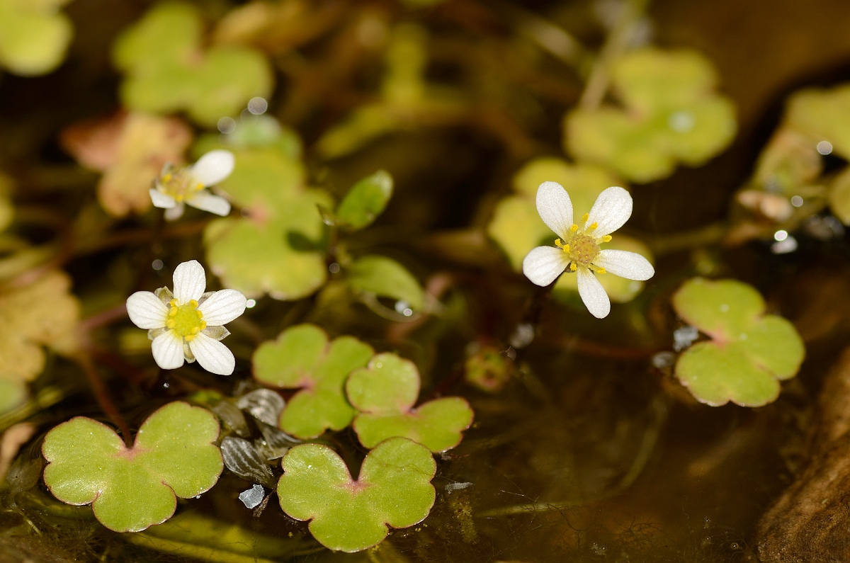 David Plant Photography - Wildlife Photography - Round-leaved water crowfoot - B.jpg - Round-leaved water crowfoot flowers - Cotswolds