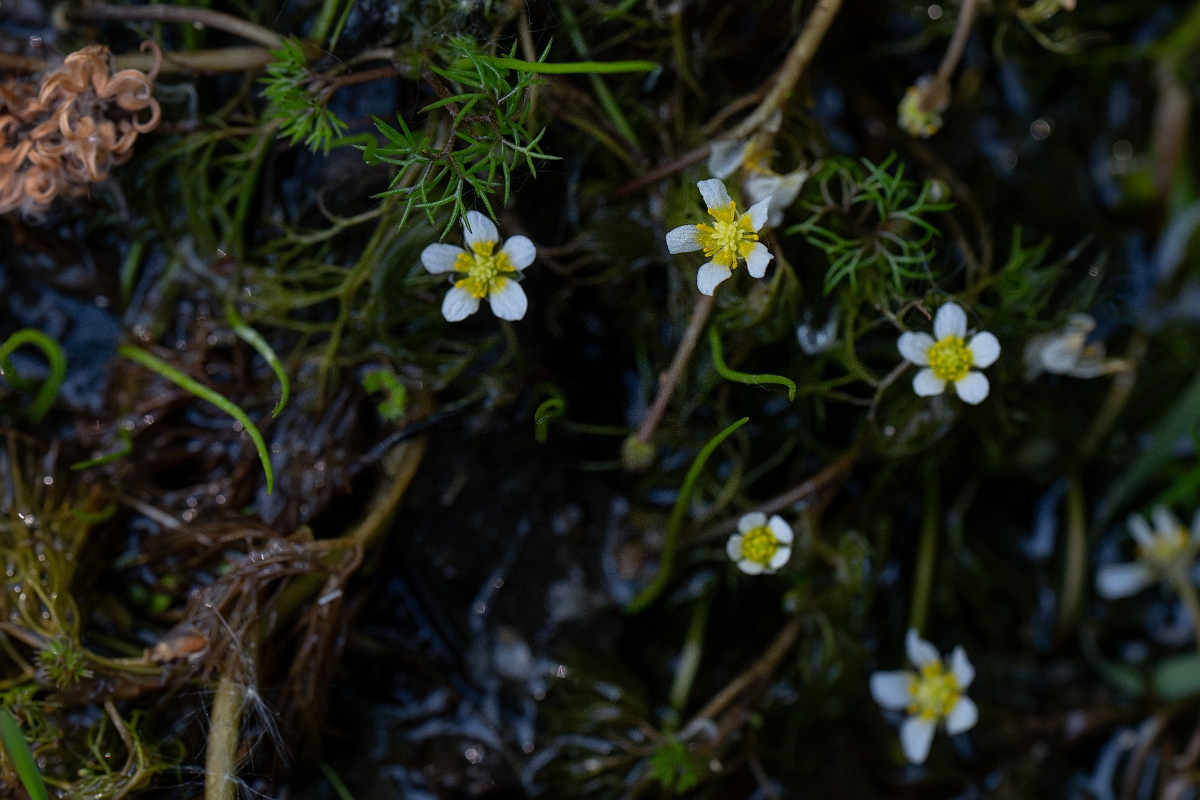 David Plant Photography - Wildlife Photography - Thread-leaved water crowfoot - A.jpg - Thread-leaved water-crowfoot - Hampshire