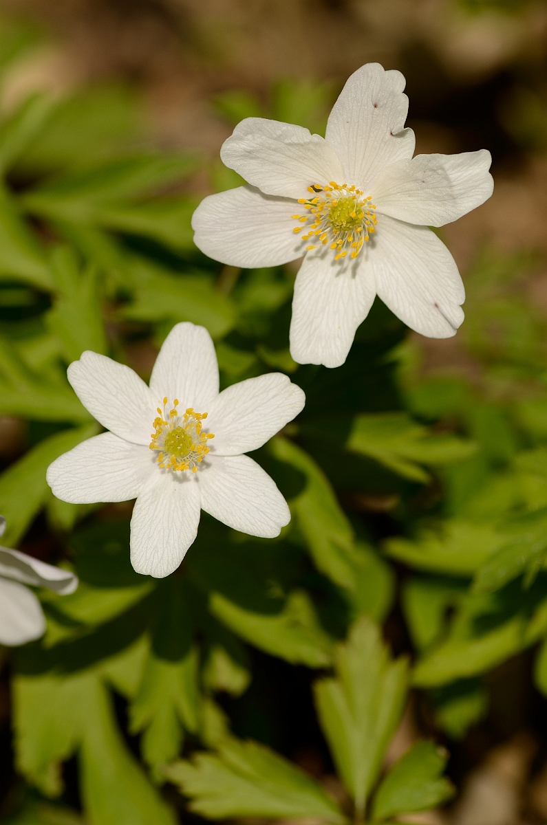 David Plant Photography - Wildlife Photography - Wood anenome - C.jpg - Wood anemone flowers - Cotswolds