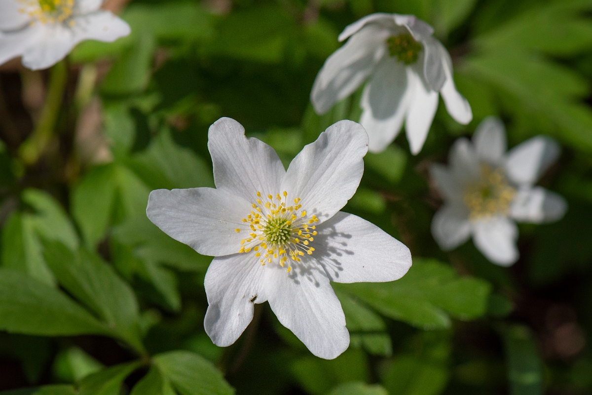 David Plant Photography - Wildlife Photography - Wood anenome - F.JPG - Wood anemone - Cambridgeshire