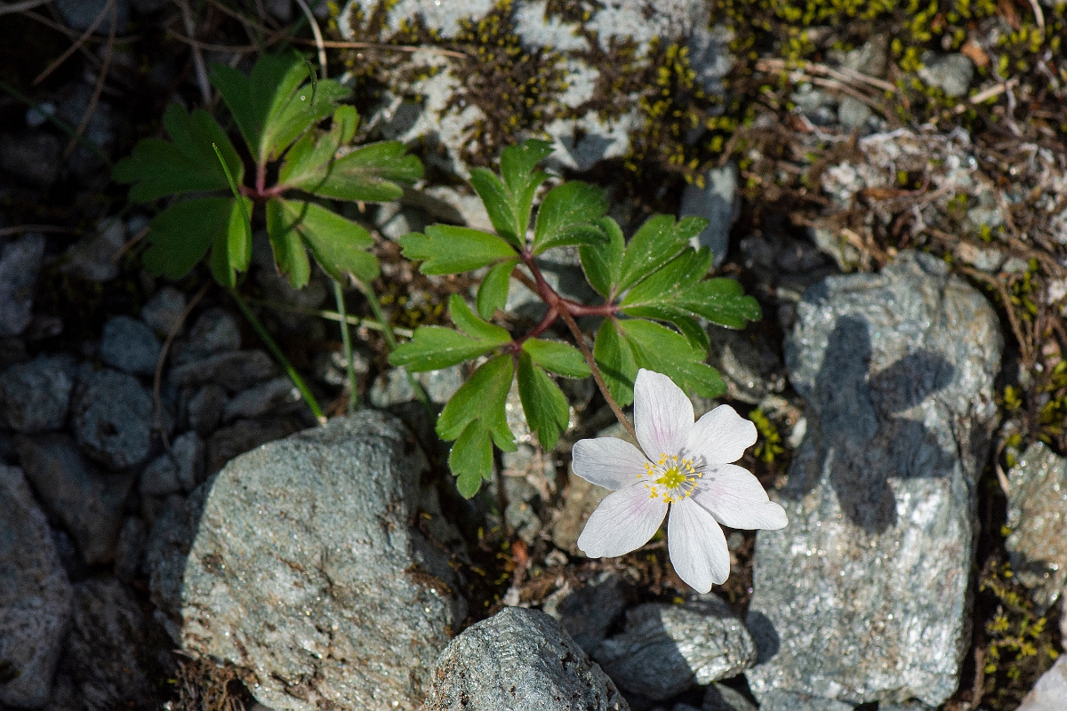 David Plant Photography - Wildlife Photography - Wood anenome - H.JPG - Wood anemone - Perthshire