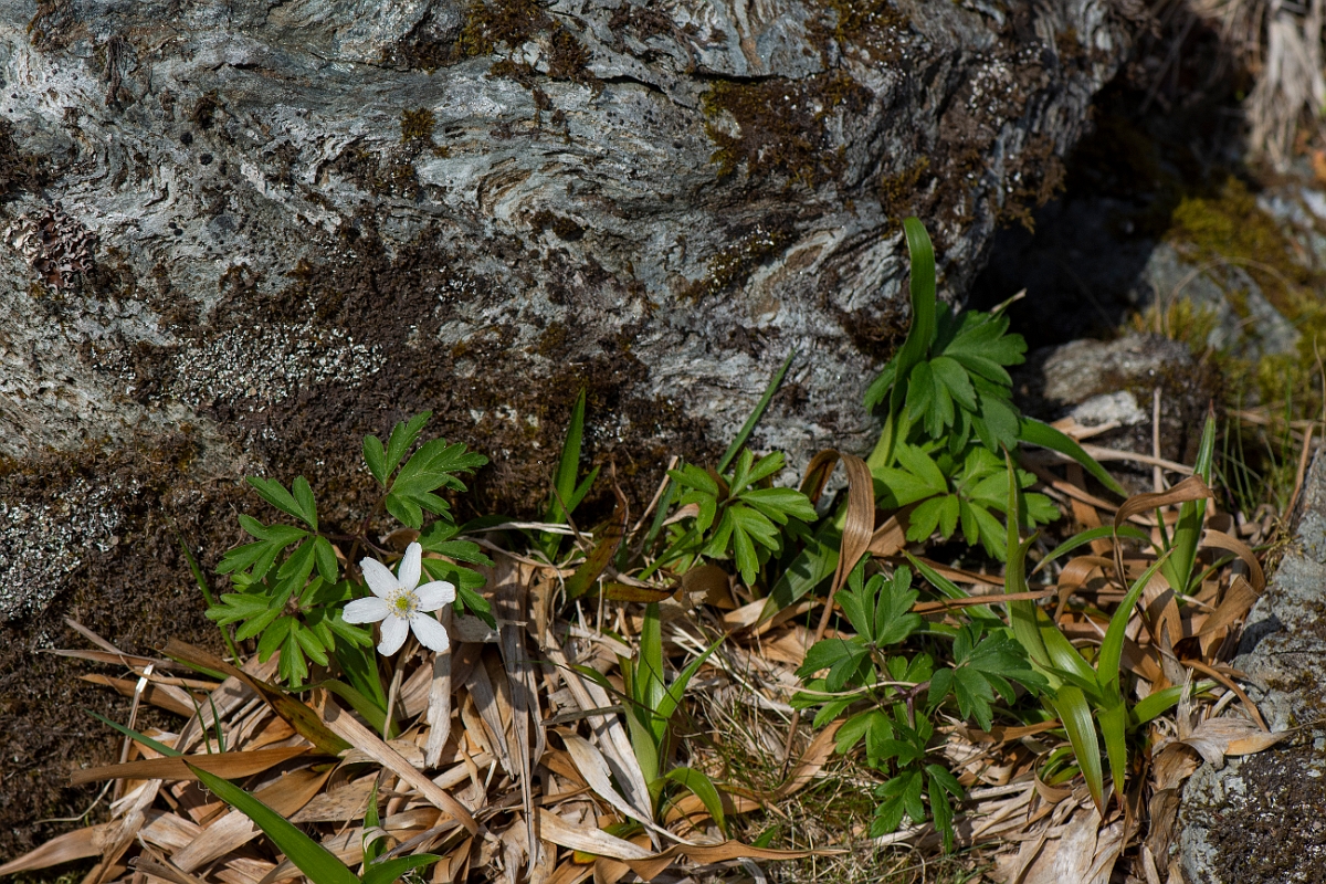 David Plant Photography - Wildlife Photography - Wood anenome - I.JPG - Wood anemone - Perthshire
