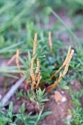 David Plant Photography - Wildlife Photographer - Mousetail - A
