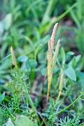 David Plant Photography - Wildlife Photographer - Mousetail - B