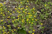 David Plant Photography - Wildlife Photography - Adders tongue spearwort - B
