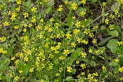 David Plant Photography - Wildlife Photography - Adders tongue spearwort - C