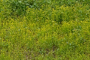 David Plant Photography - Wildlife Photography - Adders tongue spearwort - D