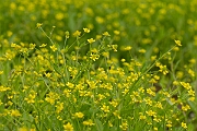 David Plant Photography - Wildlife Photography - Adders tongue spearwort - E