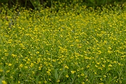 David Plant Photography - Wildlife Photography - Adders tongue spearwort - F