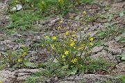 David Plant Photography - Wildlife Photography - Adders tongue spearwort - G