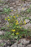 David Plant Photography - Wildlife Photography - Adders tongue spearwort - H