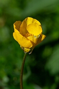 David Plant Photography - Wildlife Photography - Bulbous buttercup - A