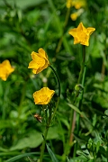 David Plant Photography - Wildlife Photography - Bulbous buttercup - B
