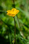 David Plant Photography - Wildlife Photography - Bulbous buttercup - C