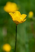 David Plant Photography - Wildlife Photography - Bulbous buttercup - D