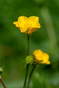 David Plant Photography - Wildlife Photography - Bulbous buttercup - E