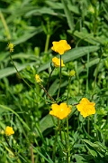 David Plant Photography - Wildlife Photography - Bulbous buttercup - F