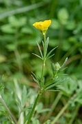 David Plant Photography - Wildlife Photography - Bulbous buttercup - G