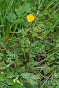 David Plant Photography - Wildlife Photography - Bulbous buttercup - H