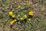 David Plant Photography - Wildlife Photography - Bulbous buttercup - I