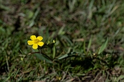 David Plant Photography - Wildlife Photography - Lesser spearwort - K
