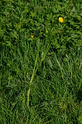 David Plant Photography - Wildlife Photography - Meadow buttercup - E