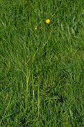David Plant Photography - Wildlife Photography - Meadow buttercup - F