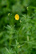 David Plant Photography - Wildlife Photography - Meadow buttercup - G