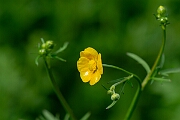 David Plant Photography - Wildlife Photography - Meadow buttercup - H