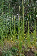 David Plant Photography - Wildlife Photography - Weld - B