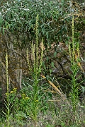 David Plant Photography - Wildlife Photography - Weld - C