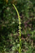 David Plant Photography - Wildlife Photography - Weld - D