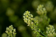 David Plant Photography - Wildlife Photography - Wild mignonette - C
