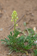 David Plant Photography - Wildlife Photography - Wild mignonette - D