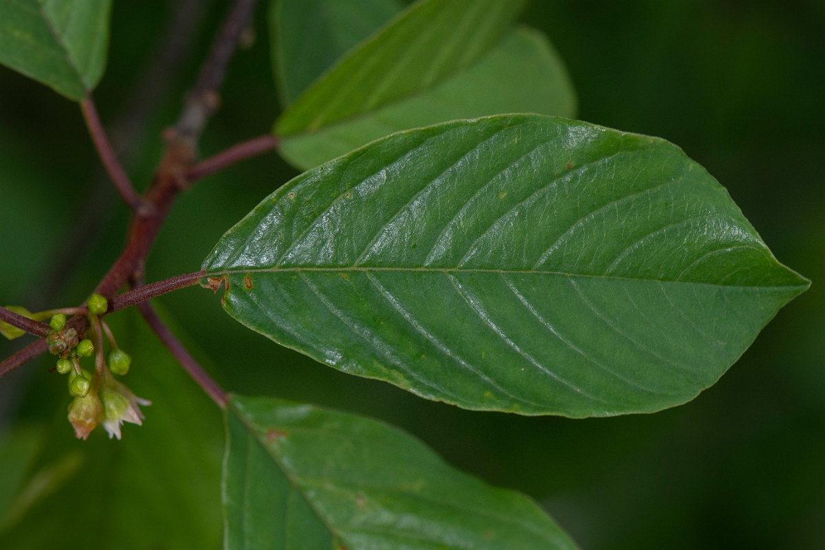 David Plant Photography - Wildlife Photography - Alder buckthorn - A.JPG - Alder buckthorn leaf - Cotswolds