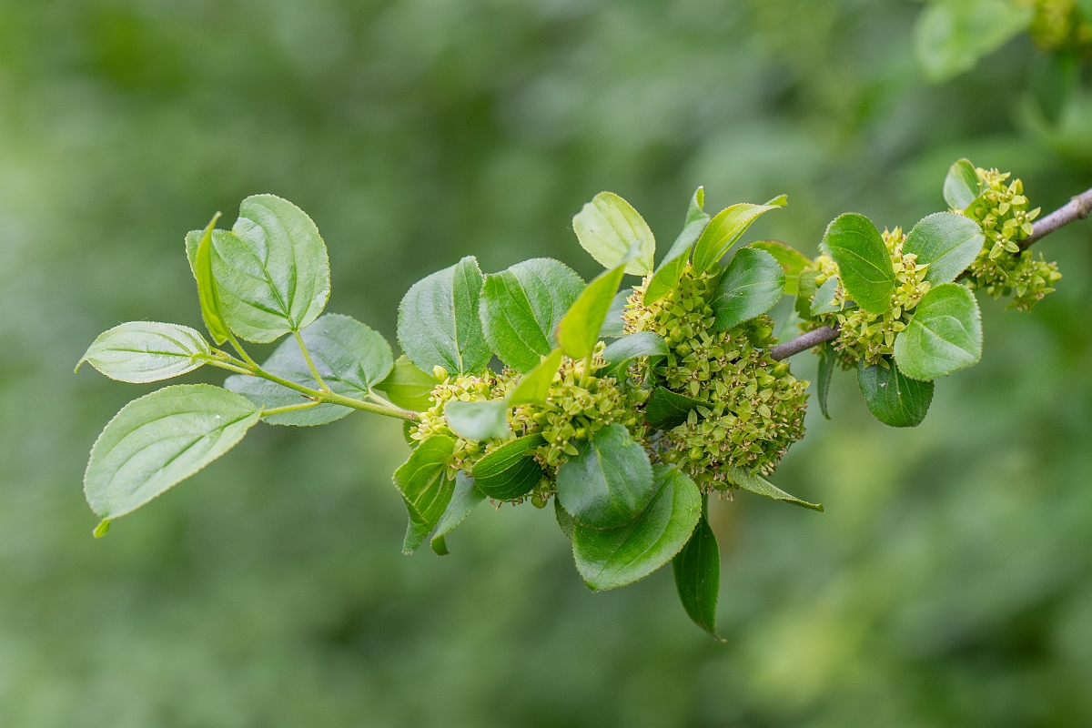 David Plant Photography - Wildlife Photography - Buckthorn - C.jpg - Buckthorn - Bedfordshire